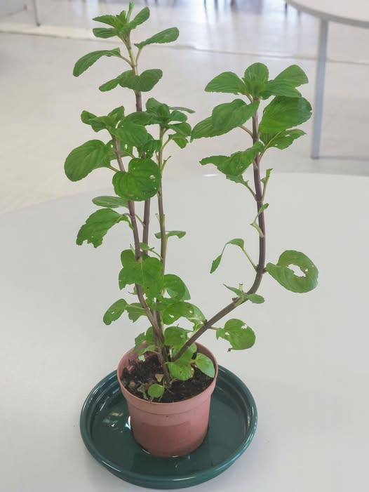 Fotografia de atividade